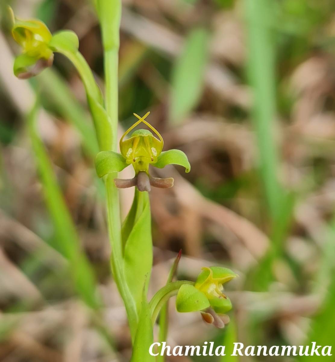 Habenaria acuminata (Thwaites) Trimen